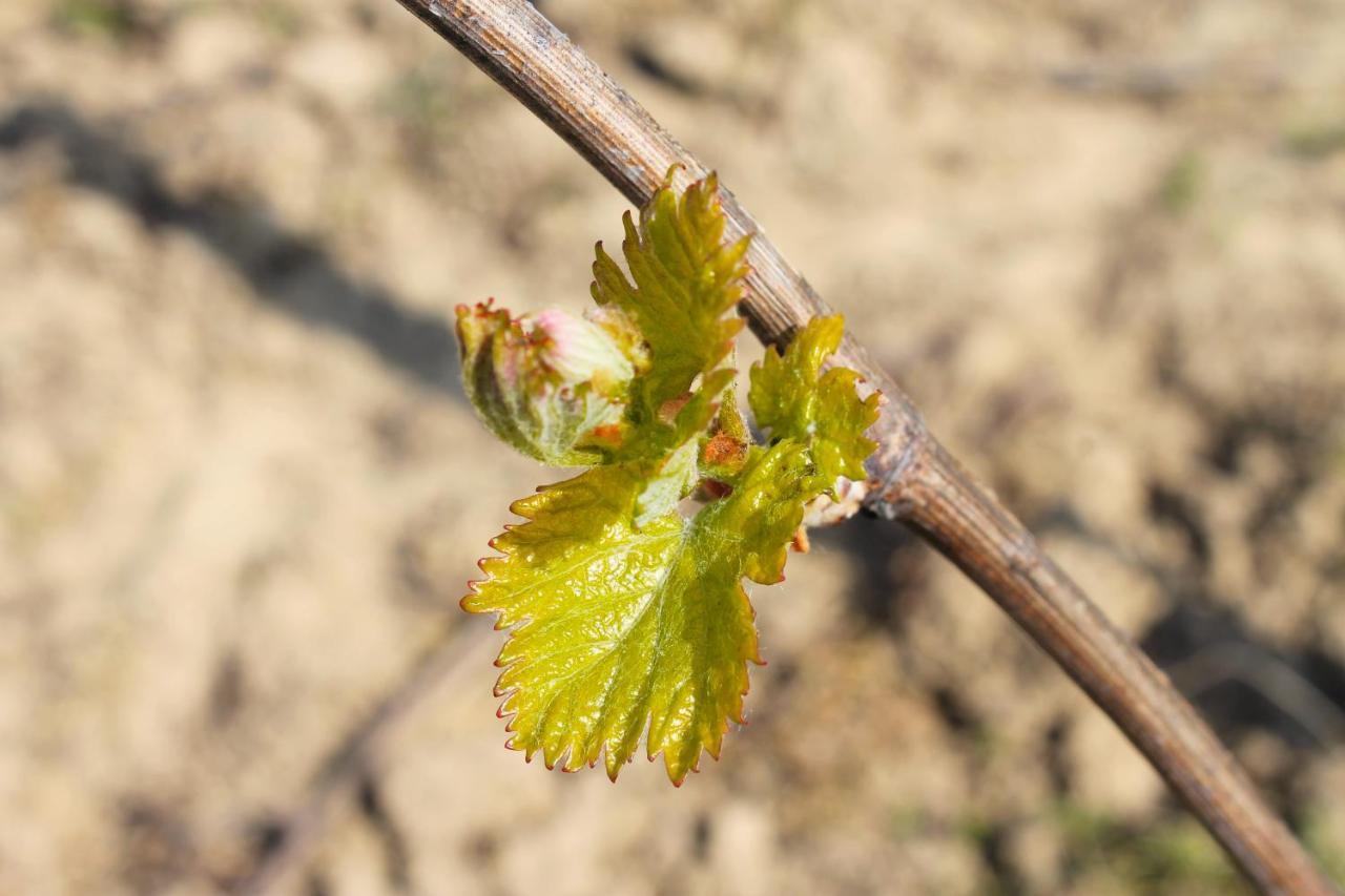 Domaine Joseph Lafarge Wine Resort Oeno-Tonneaux Experience Lugny Екстериор снимка