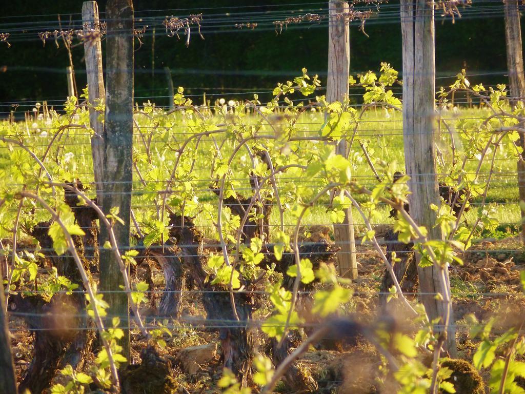 Domaine Joseph Lafarge Wine Resort Oeno-Tonneaux Experience Lugny Екстериор снимка