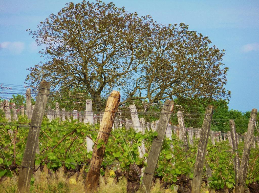 Domaine Joseph Lafarge Wine Resort Oeno-Tonneaux Experience Lugny Екстериор снимка