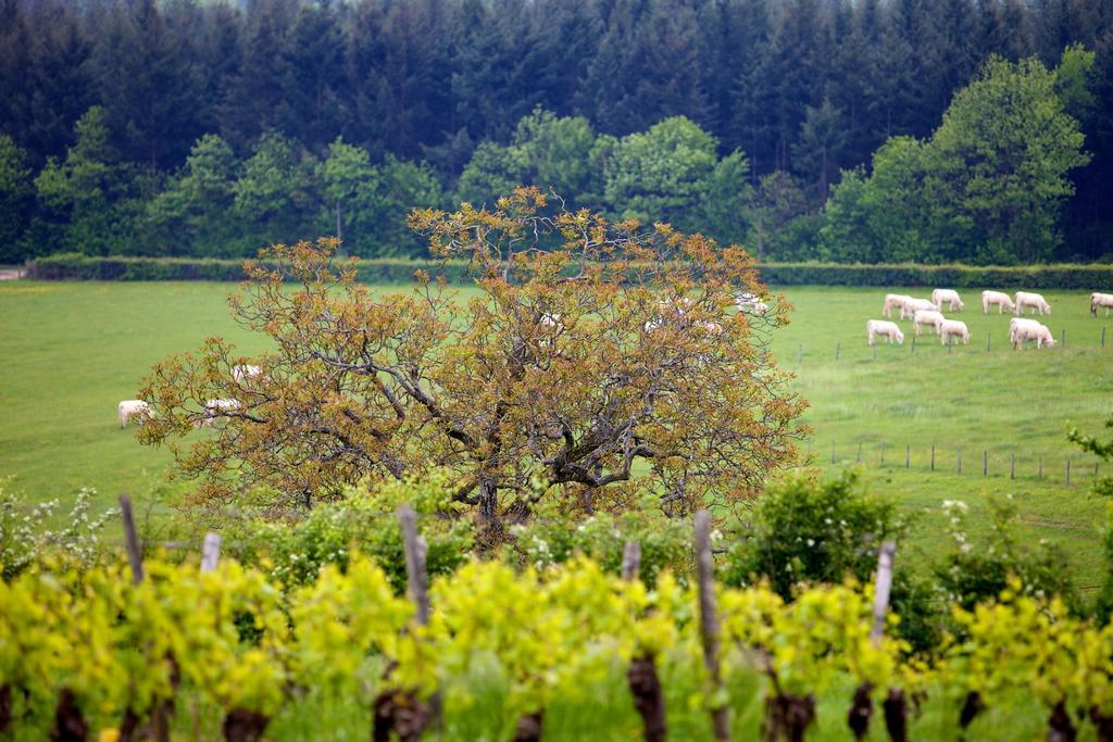 Domaine Joseph Lafarge Wine Resort Oeno-Tonneaux Experience Lugny Екстериор снимка